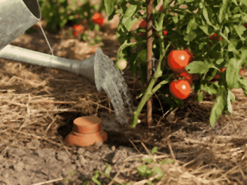 Eau versée au pied d'un plant de tomate tuteuré, sol couvert de paille