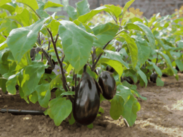 Pieds d'aubergines chargés de fruits violets et de fleurs mauves dans un potager ensoleillé, arrosés au pied
