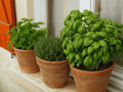 Basilic touffu en pot de terre cuite à côté de pots de thym et de persil, arrosage des aromatiques au pied