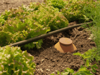 Ligne de goutte-à-goutte noire le long de salades, à côté d'une oya enterrée avec son couvercle : oyas ou goutte à goutte au potager