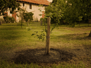 Arrosage d'un arbre fruitier nouvellement planté : jeune pommier tuteuré avec une cuvette de terre à son pied