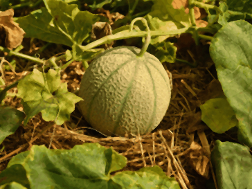 Melon charentais en train de mûrir sur un paillage de paille parmi ses feuilles, arrosage au pied dans un potager ensoleillé