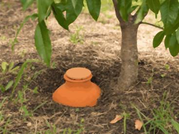 Oya de 10 litres enterrée au pied d'un jeune arbre fruitier, large col et couvercle au-dessus du paillis