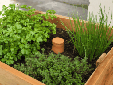 Couvercle d'une oya de 2 litres entre persil, ciboulette et thym dans une jardinière en bois sur une terrasse