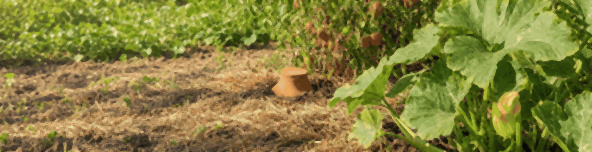 Deux oyas en terre cuite enterrées jusqu'au col entre des tomates et des courgettes, couvercles posés sur un sol paillé