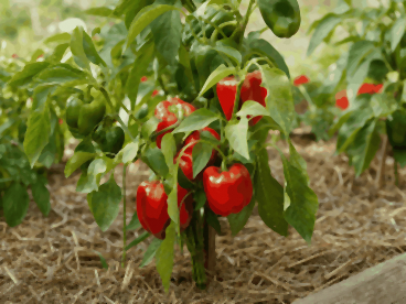 Pieds de poivron chargés de poivrons rouges et verts sur un sol paillé, prêts pour l'arrosage au pied