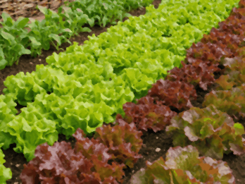 Rangs de laitues vertes et rouges sur une terre humide, arrosage des salades au potager